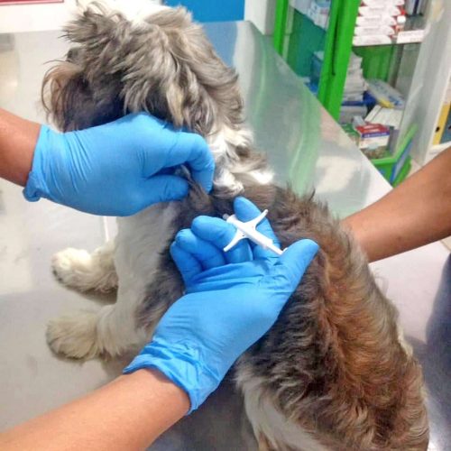 Veterinarian performing an examination on a dog