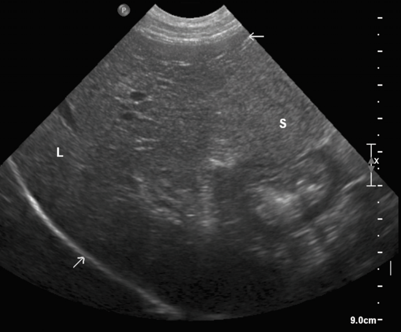 Veterinary ultrasound at home