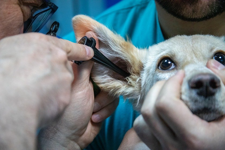 Atención veterinaria a domicilio para caballos y animales de compañía