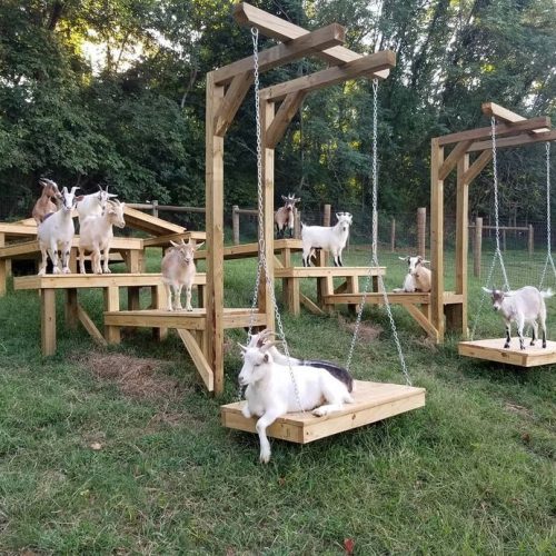 Facilities of a zoological center with goats